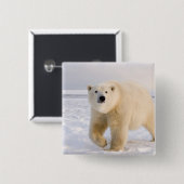 ホッキョクグマ、ウルソマリティムス、氷雪上、2 缶バッジ (正面&裏面)