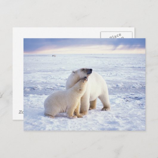 ホッキョクグマ、パックで種をまく ポストカード (正面/裏面)