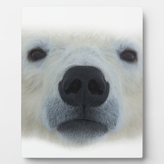 ホッキョクグマ フォトプラーク (正面)
