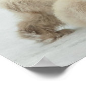 ホッキョクグマ ポスター (角)