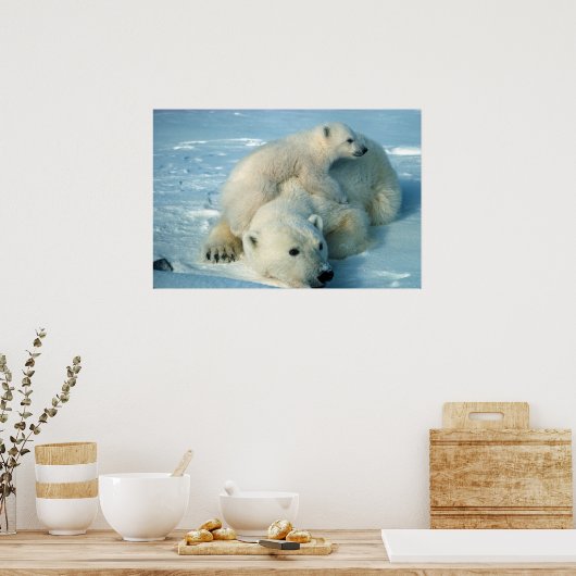 ホッキョクグマ ポスター (キッチン)
