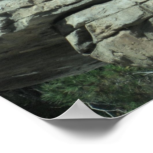 ホッキョクグマ ポスター (角)