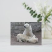 ホッキョクグマ ポストカード (スタンド正面)