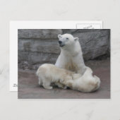 ホッキョクグマ ポストカード (正面/裏面)