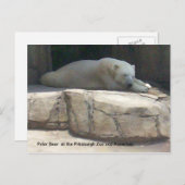 ホッキョクグマ ポストカード (正面/裏面)