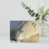 ホッキョクグマ ポストカード (スタンド正面)