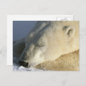 ホッキョクグマ ポストカード (正面/裏面)