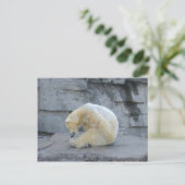 ホッキョクグマ ポストカード (スタンド正面)