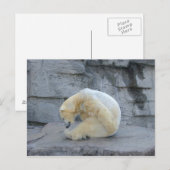 ホッキョクグマ ポストカード (正面/裏面)