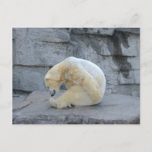 ホッキョクグマ ポストカード (正面)