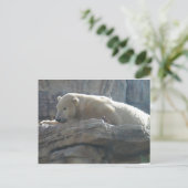 ホッキョクグマ ポストカード (スタンド正面)