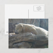 ホッキョクグマ ポストカード (正面/裏面)
