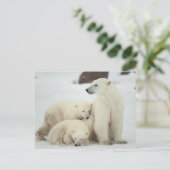 ホッキョクグマ ポストカード (スタンド正面)