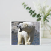 ホッキョクグマ ポストカード (スタンド正面)