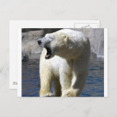 ホッキョクグマ ポストカード (正面/裏面)