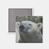 ホッキョクグマ マグネット (正面/裏面)