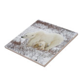 ホッキョクグマ、メスと二匹の子ネコ タイル (側面)