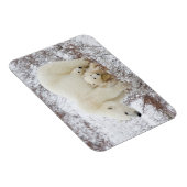 ホッキョクグマ、メスと二匹の子ネコ マグネット (右側)