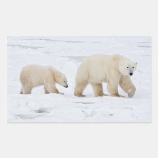 ホッキョクグマ、メスと二匹の子ネコ 長方形シール (正面)