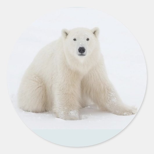 ホッキョクグマ ラウンドシール (正面)