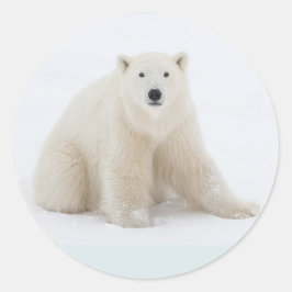 ホッキョクグマ ラウンドシール