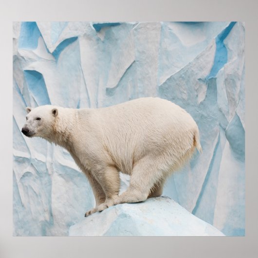 ホッキョクグマ：動物園の生息地の垣根 ポスター (正面)