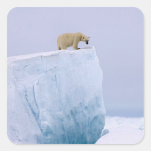 ホッキョクグマ, Ursus maritimus スクエアシール