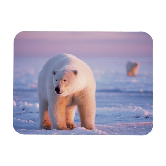 ホッキョクグマ, Ursus maritimus マグネット (横)