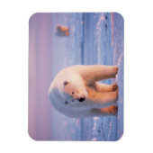 ホッキョクグマ, Ursus maritimus マグネット (縦)