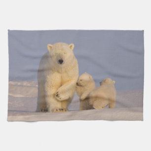 ホッキョクグマ、Ursus maritimus、子グマを産んだ母グマ キッチンタオル