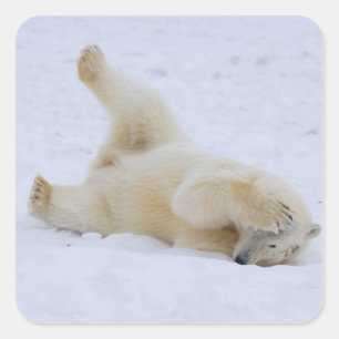 ホッキョクグマ、Ursus maritimus、子グマ 転がる スクエアシール