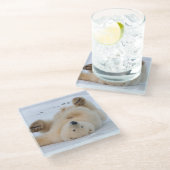 ホッキョクグマ, Ursus maritimus, 子グマ 転がる 3 ガラスコースター (アングル)