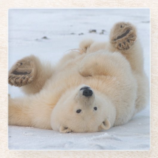 ホッキョクグマ, Ursus maritimus, 子グマ 転がる 3 ガラスコースター (正面)