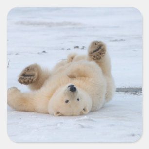 ホッキョクグマ, Ursus maritimus, 子グマ 転がる 3 スクエアシール