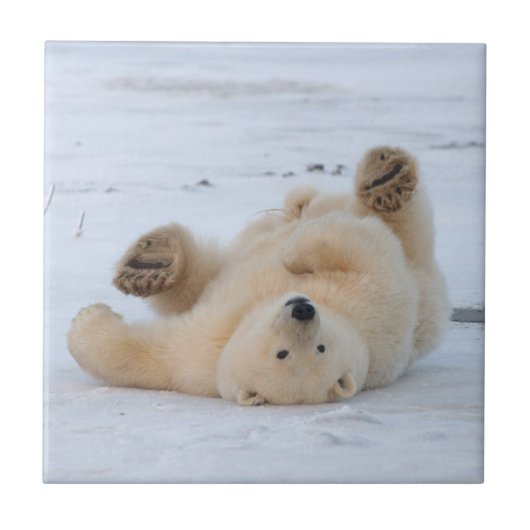 ホッキョクグマ, Ursus maritimus, 子グマ 転がる 3 タイル (正面)