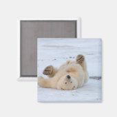 ホッキョクグマ, Ursus maritimus, 子グマ 転がる 3 マグネット (正面/裏面)