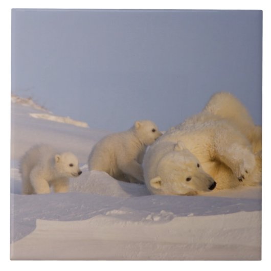ホッキョクグマ、Ursus maritimus、子育て中のメス タイル (正面)
