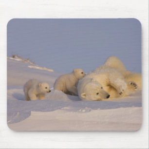 ホッキョクグマ、Ursus maritimus、子育て中のメス マウスパッド