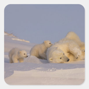 ホッキョクグマ、Ursus maritimus、子育て中の雌グマ スクエアシール