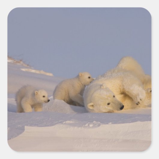 ホッキョクグマ、Ursus maritimus、子育て中の雌グマ スクエアシール (正面)