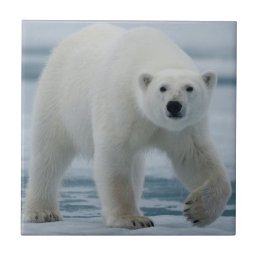 ホッキョクグマ, Ursus maritimus, 成体 タイル (正面)