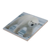 ホッキョクグマ, Ursus maritimus, 成体 タイル (側面)