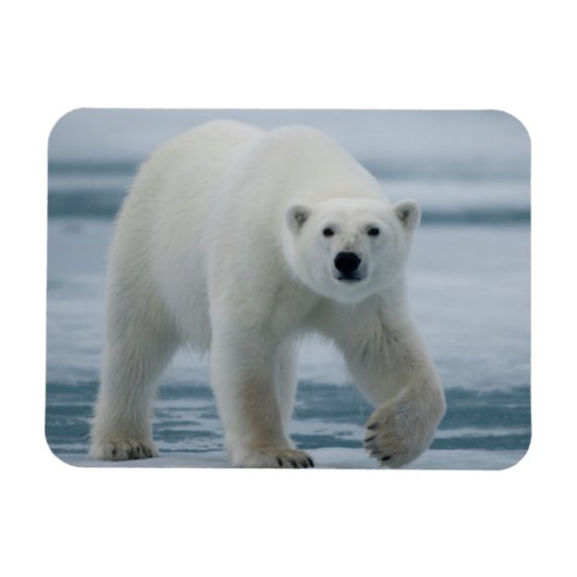 ホッキョクグマ, Ursus maritimus, 成体 マグネット (横)
