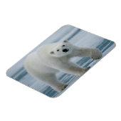 ホッキョクグマ, Ursus maritimus, 成体 マグネット (左側)