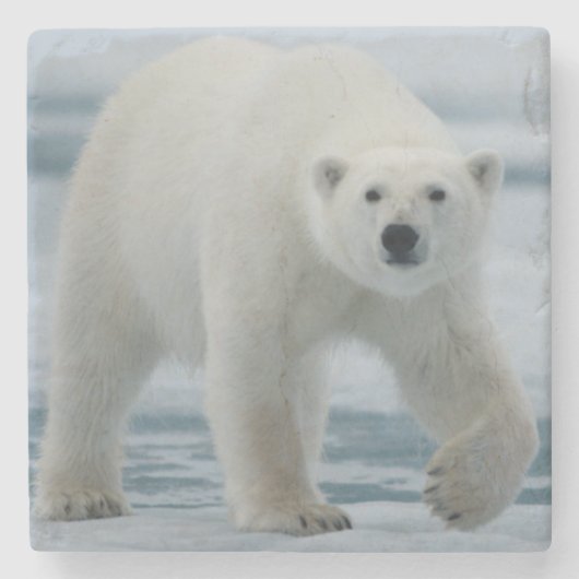 ホッキョクグマ, Ursus maritimus, 成獣 ストーンコースター (正面)