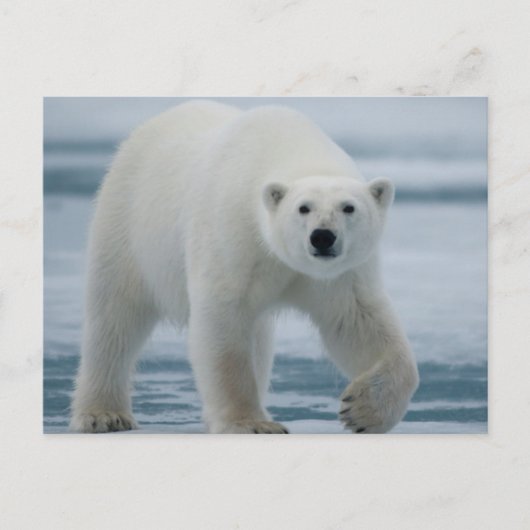 ホッキョクグマ, Ursus maritimus, 成獣 ポストカード (正面)