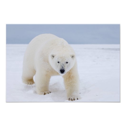 ホッキョクグマ、Ursus maritimus、氷と雪の上、 フォトプリント (正面)