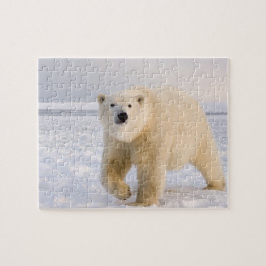 ホッキョクグマ, Ursus maritimus, 氷と雪の上, 2 ジグソーパズル (横)