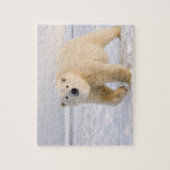 ホッキョクグマ, Ursus maritimus, 氷と雪の上, 2 ジグソーパズル (縦)