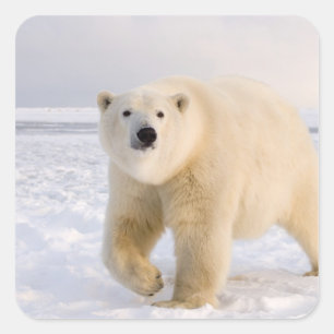 ホッキョクグマ, Ursus maritimus, 氷と雪の上, 2 スクエアシール